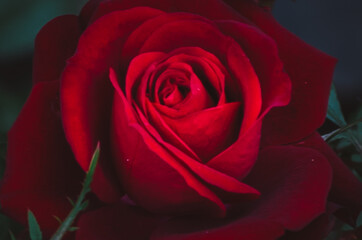 beautiful red rose detail