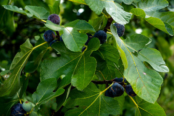 Ripe purple figs hanging from a tree. Closeup detail of texture and colors.