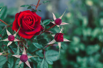 beautiful red rose flower with buds