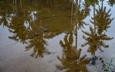 Fototapeta na wymiar reflection in water