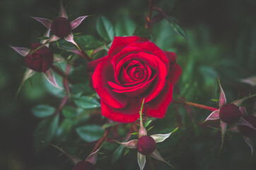 beautiful red rose flower with buds