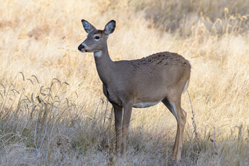 White-tailed doe in tall grass. Colorado Wildlife. Wild Deer on the High Plains of Colorado