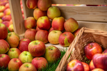 Naklejka na ściany i meble Harvested delicious, fresh red apples in a crate, ready to eat, food concept of fruit