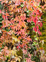 Parthenocissus quinquefolia - Selbstkletternde Jungfernrebe oder Wilder Wein, Kletterpflanze entlang der Fassade und Zierpflanze mit fünffingrigen Blätter scharlachrot bis purpurrot im Herbst