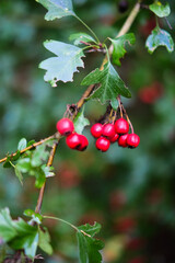 Red Barries on the green branch. Autumn rain forest