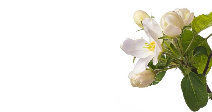 Beautiful spring Apple tree flowers blossoming on a white background close-up.Timelapse. Valentine's Day concept. Holiday, love, birthday design backdrop. With place for text or image. Springtime. 4К