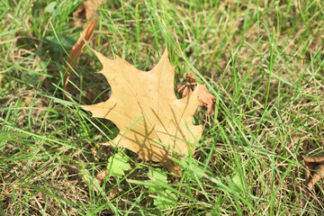 autumn leaves on the ground