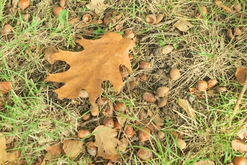 autumn leaves on the ground