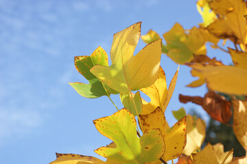 autumn leaves against blue sky