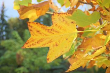 maple leaves in autumn