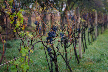 dry red grape berry in vineyard