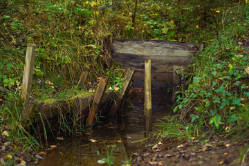 Stream rising from a Spring in forest in autumn