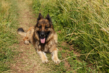 German shepherd dog lies in green grass.