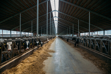 Naklejka premium Diary cows in modern free livestock stall