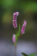 Fototapeta premium Creeping smartweed / Polygonaceae annual weed