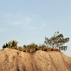 tree, clif, sun n' sky
