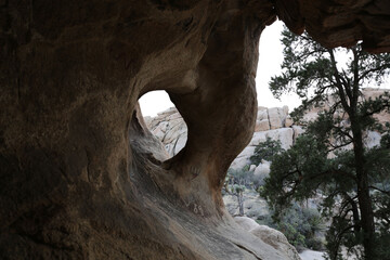 Plantes , rochers et paysages du désert de Joshua Tree