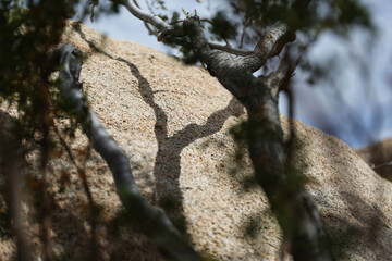 Plantes , rochers et paysages du désert de Joshua Tree