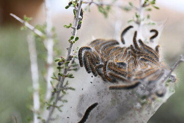 Plantes , rochers et paysages du désert de Joshua Tree