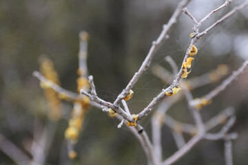 Plantes , rochers et paysages du désert de Joshua Tree