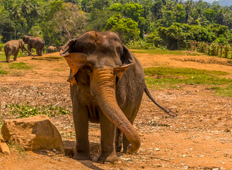 An elephant having a mud bath at Pinnawala, Sri Lanka, Asia