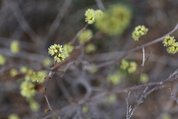 Plantes , rochers et paysages du désert de Joshua Tree