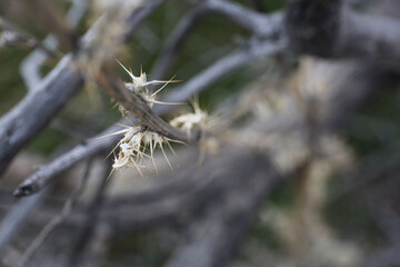 Plantes , rochers et paysages du désert de Joshua Tree