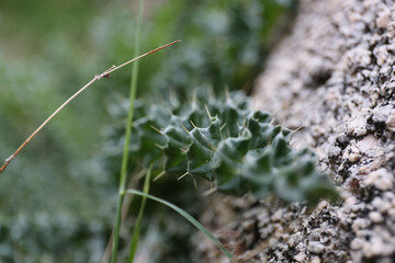 Plantes , rochers et paysages du désert de Joshua Tree