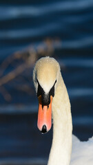 Swan frontal