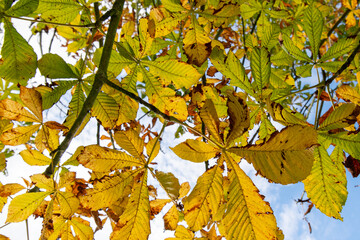 Red autumn leaves on the grass background image which can be used as a background