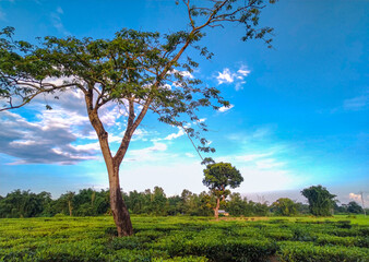 Fototapeta na wymiar Good Morning With a Big tree in Tea garden