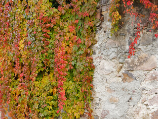 (Parthenocissus quinquefolia) Laubblättern in Herbstfärbung von Selbstkletternde Jungfernrebe,...
