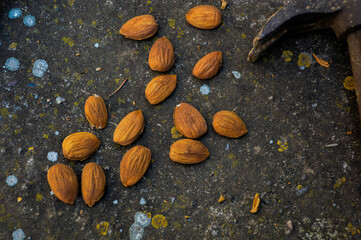 Hammer, Almonds, and nutshells on the ground. Top view. 