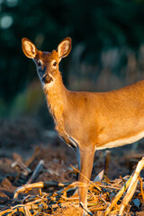 Young white-tailed deer, buck (Odocoileus virginianus) in  a Wisconsin farm field