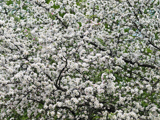 Plentiful flowering of fruit tree in the spring
