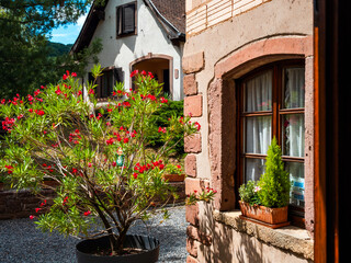 Fototapeta na wymiar Alsace's sun-drenched gingerbread houses. Tiled roofs, flowers all around, the summer sun is shining. Beauty.