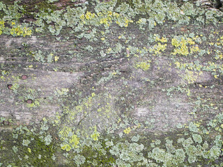 Fototapeta premium Wooden background with colorful moss and lichen.
