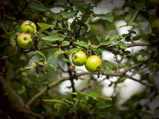 Unripe fruits of apples