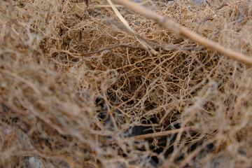 close up of dry seaweed