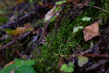 forest landscape and moss