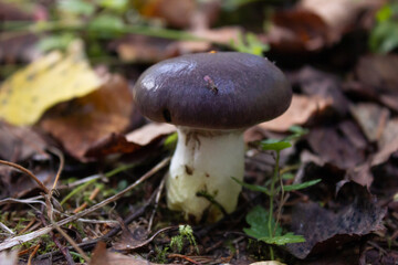 mushroom with leaves in the forest