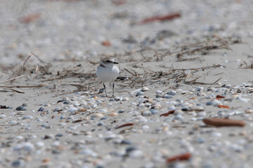 Kentish Plover nesting on an uninhabited Island called Rottumeroog in the Netherlands.
