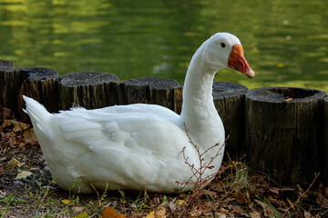 white goose lies by the water