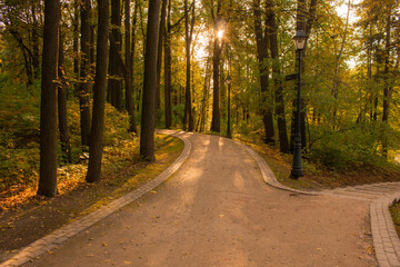 
summer trees and a road in the rays of the setting sun