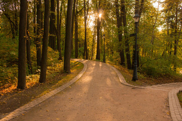 Naklejka premium summer trees and a road in the rays of the setting sun