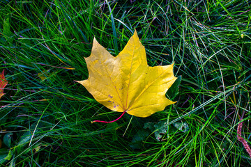 yellow maple leaf on green grass
