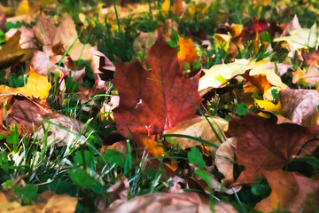 autumn yellow maple leaves on the grass