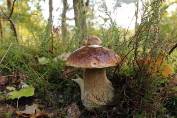 a beautiful cep - boletus edulis - in a coniferous forest at a sunny day in autumn