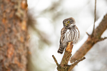 Eurasian pygmy owl, glaucidium passerinum, sitting on twig in winter nature. Small feathered hunter observing on branch with copy space. Wild brown and white bird watching on tree.