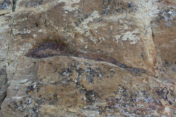 Dinosaur Fossil 05, No Sign